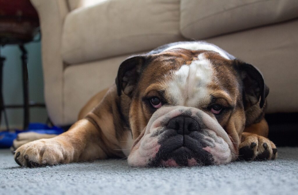 bulldog type breeds