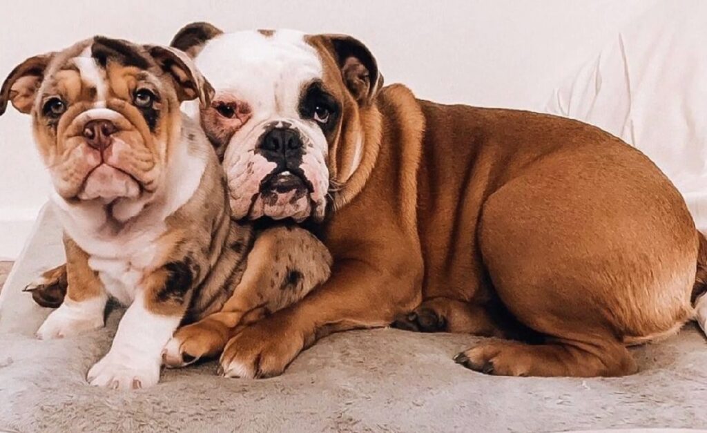 bulldog types