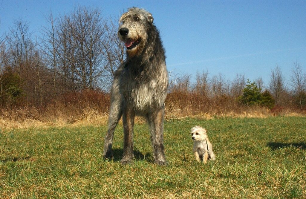 chillest dog breeds