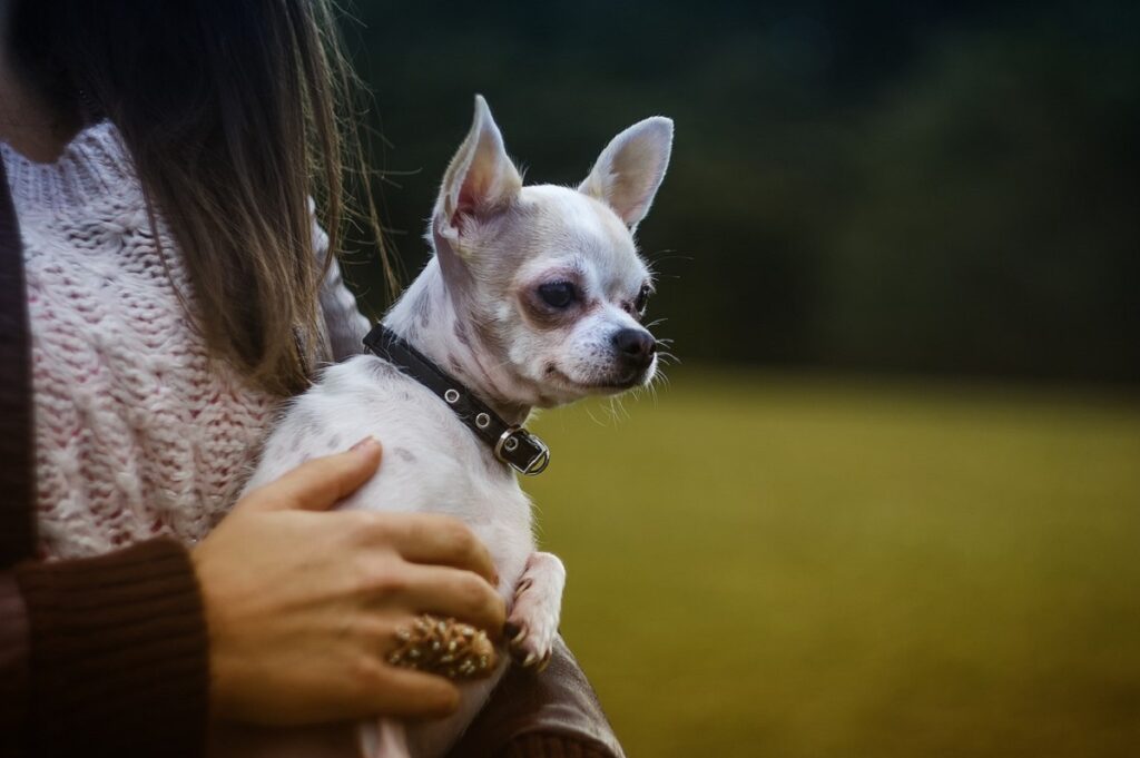 different chihuahua breeds