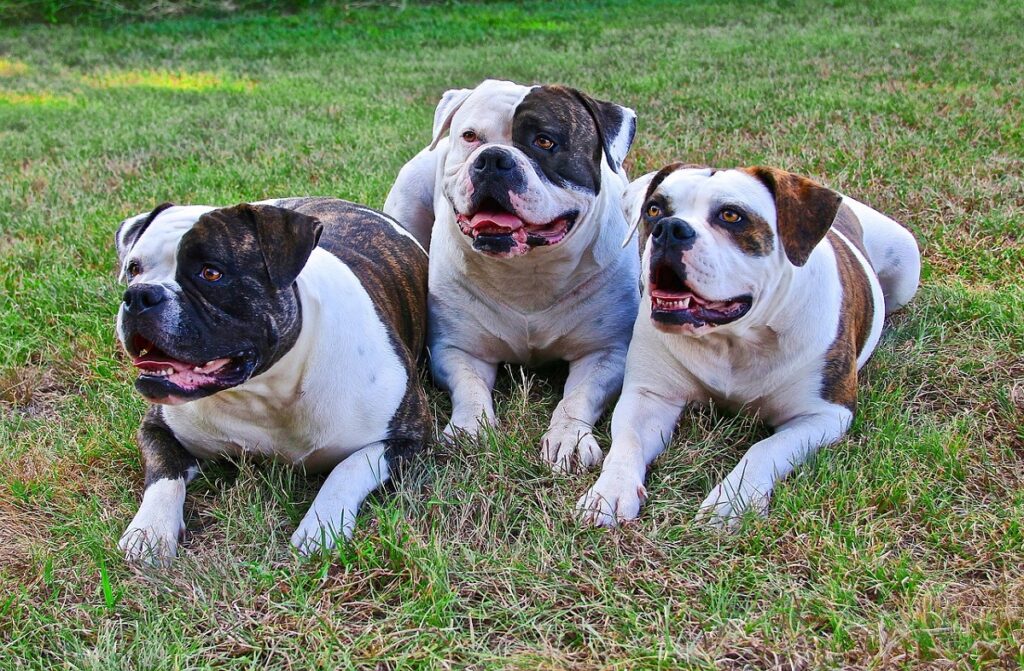 different types of bulldogs