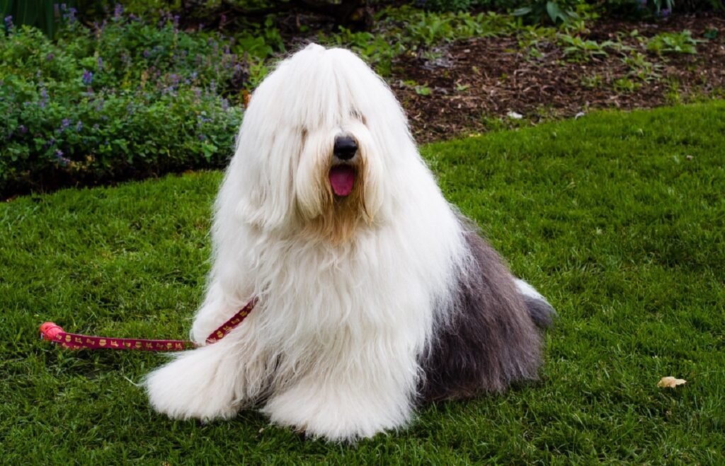 dog with fluffy hair