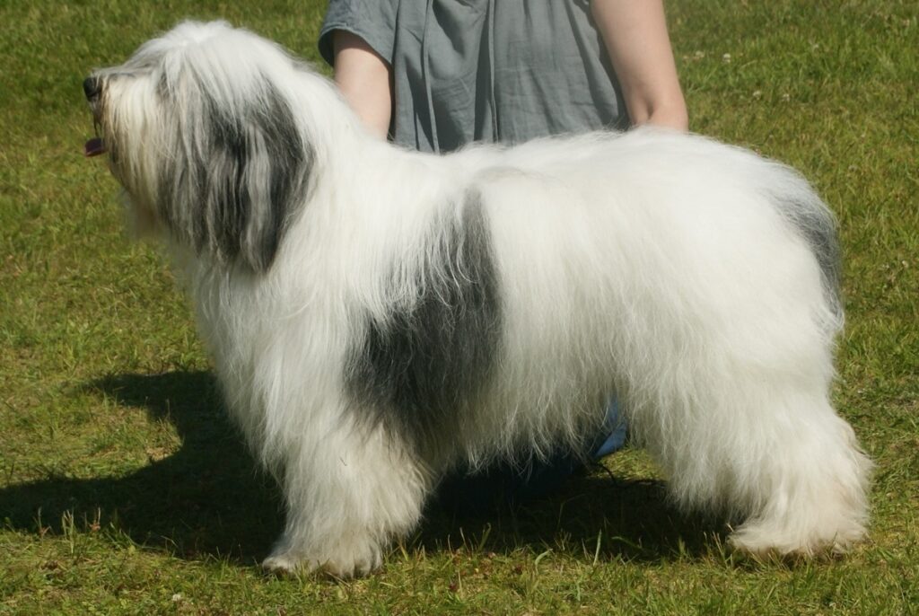 dog with fluffy hair