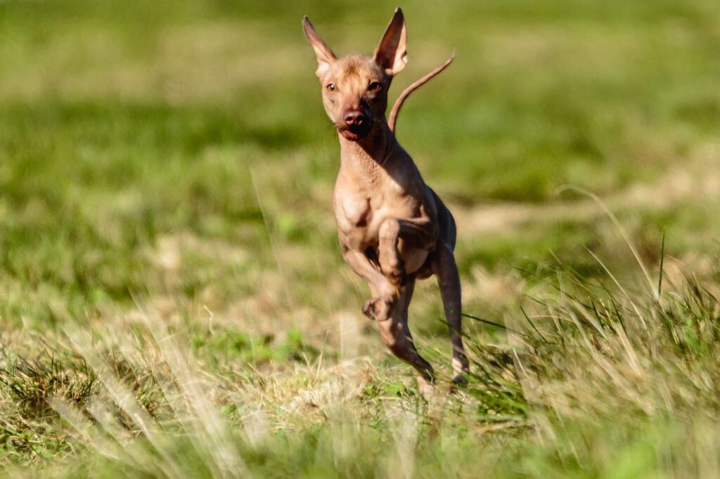 dogs with no hair
