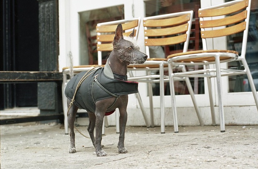 egyptian hairless dog