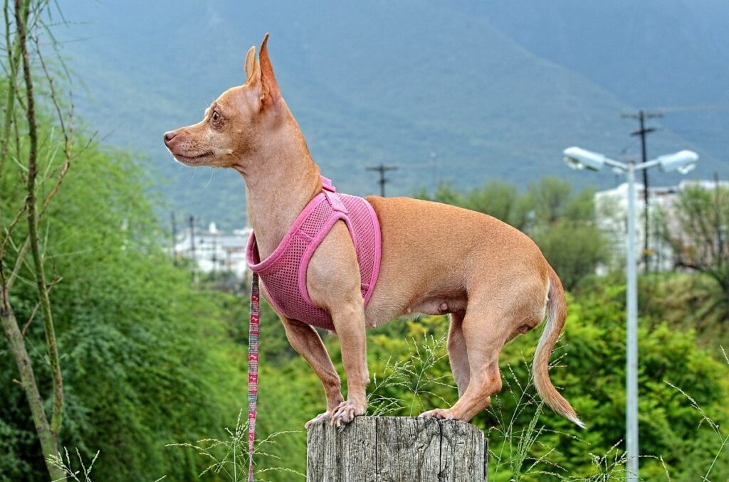 hairless dog
