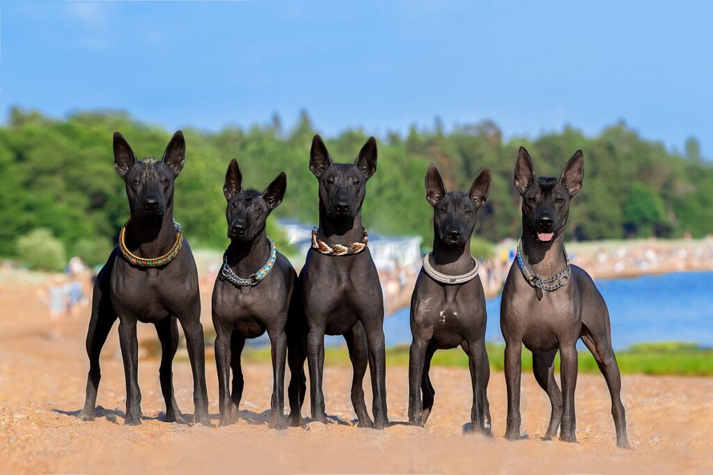 hairless dog breeds