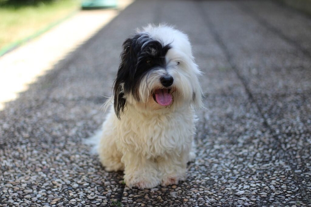 hairy dog breeds