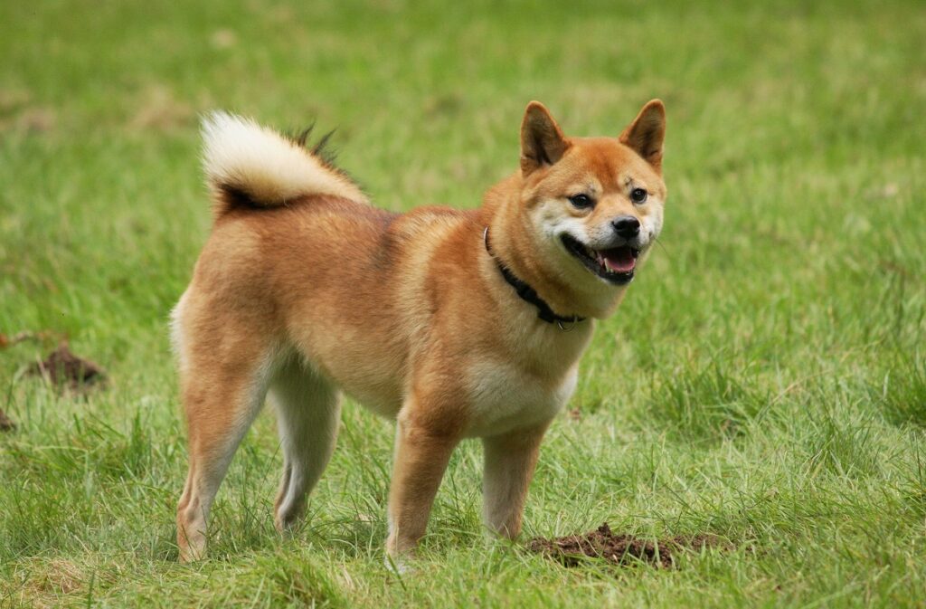 healthiest dog breeds 2022