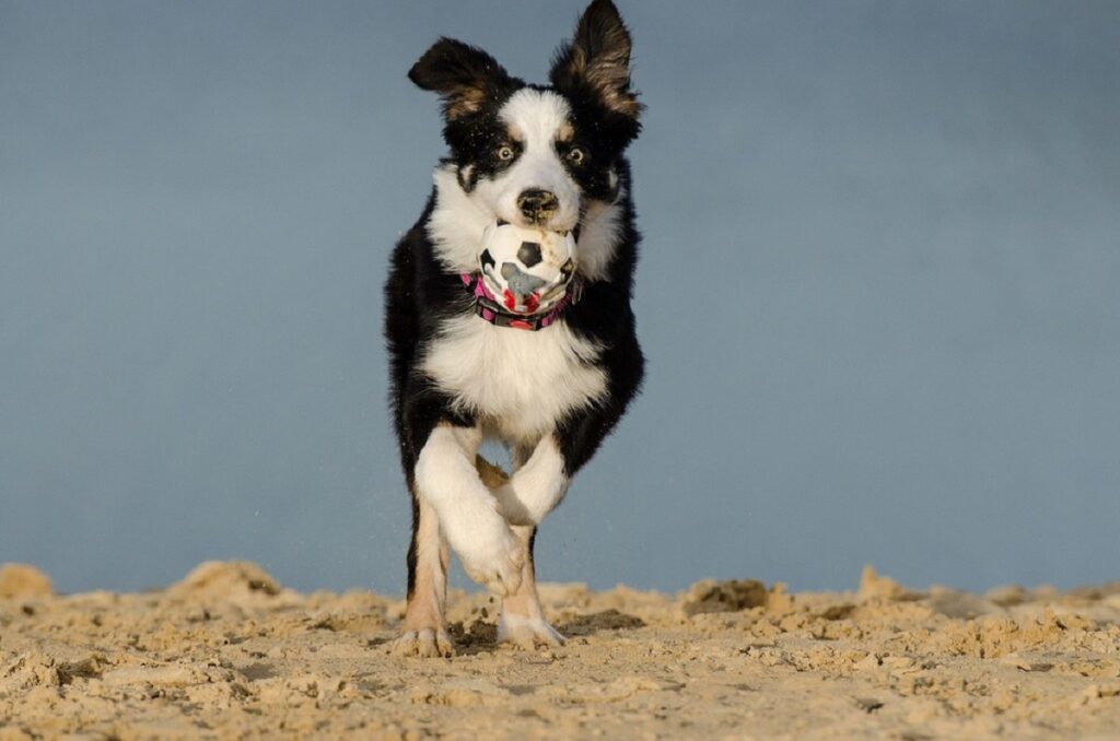 healthy dog