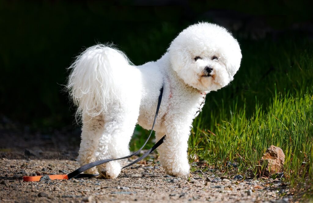 healthy small breed dogs
