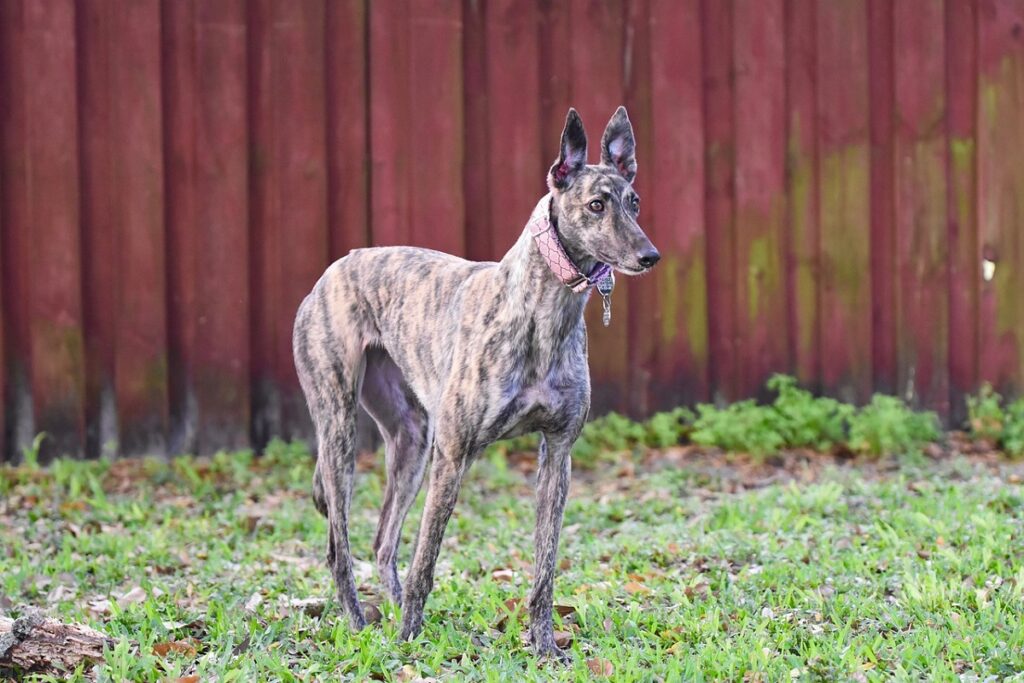 most ancient dog breed