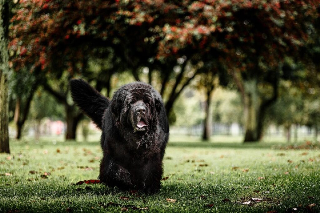 most chill dog breeds