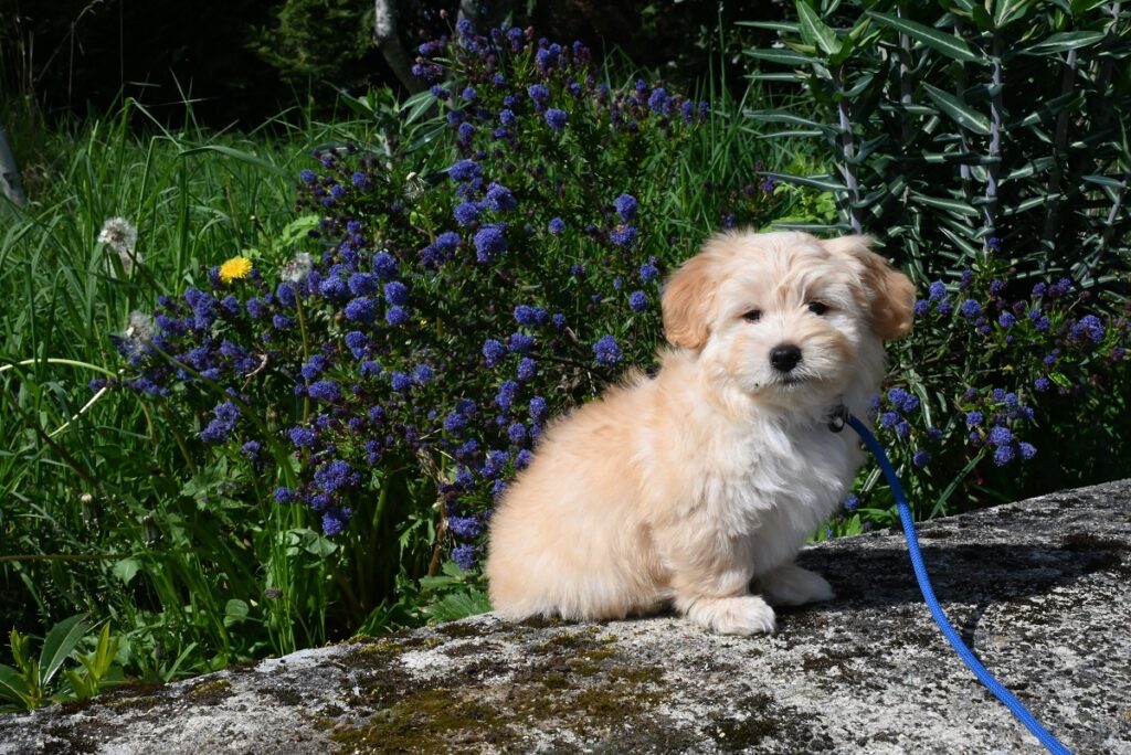 what are the healthiest dog breeds