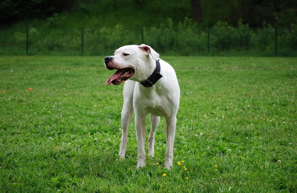 all bully breeds