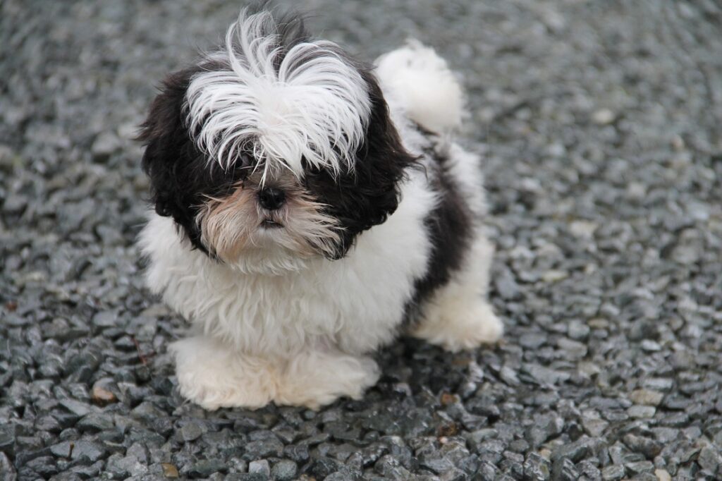 anti shedding dogs