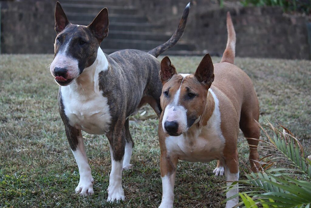 bully type breeds