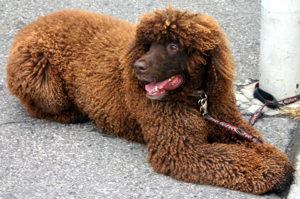 shedless dog
