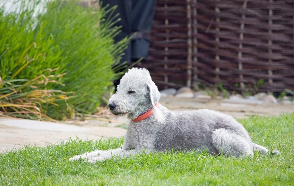 small hypoallergenic dogs