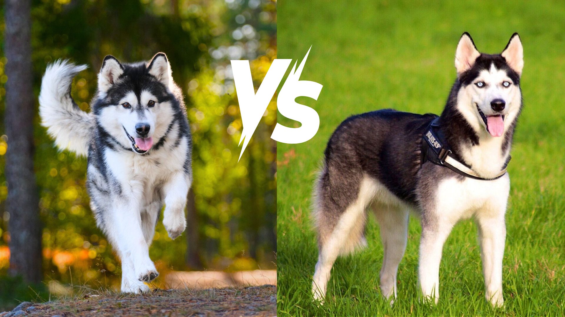 alaskan malamute vs husky
