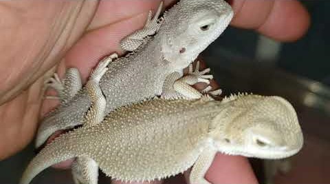 gray bearded dragon