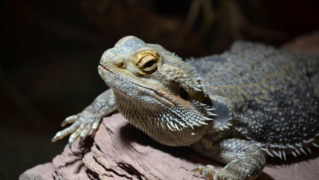 bearded dragon types