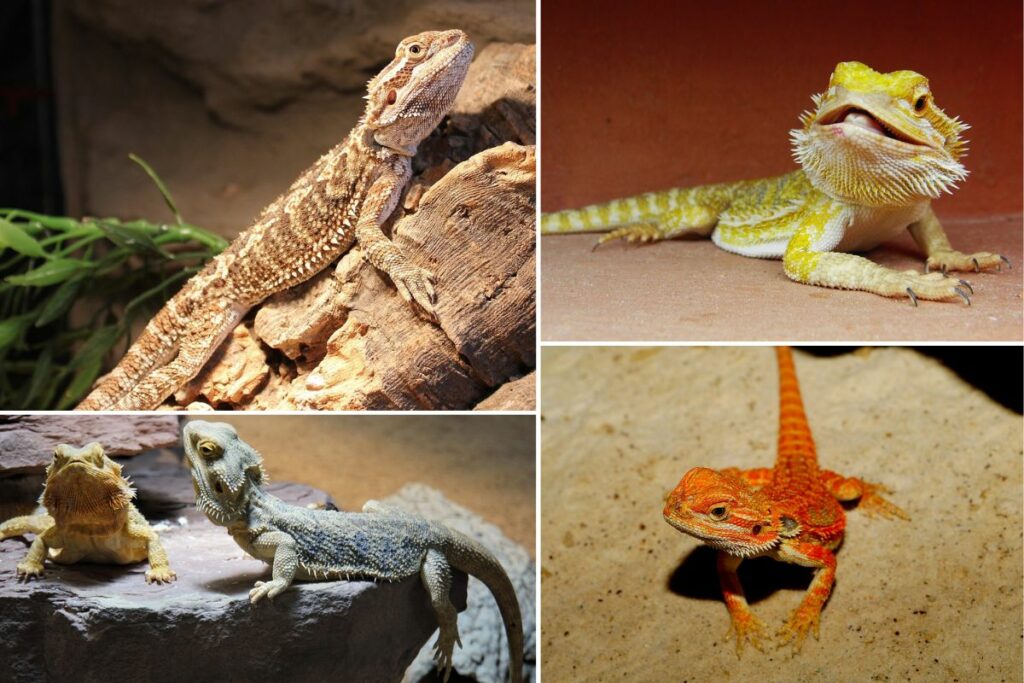 coolest bearded dragon morphs