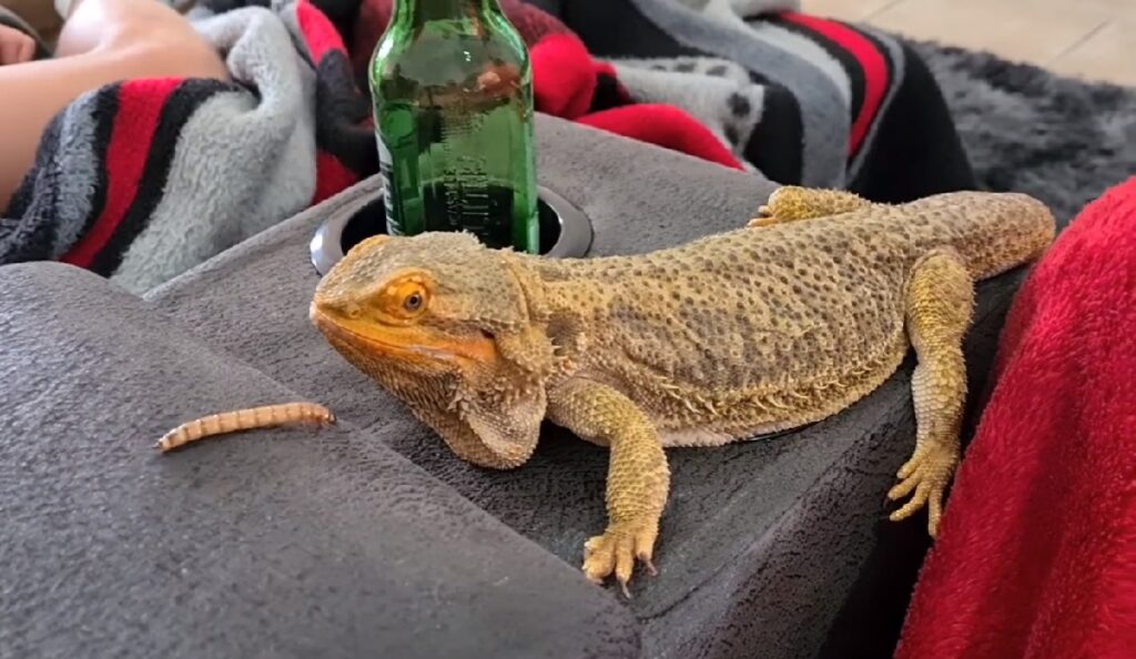 rarest bearded dragon