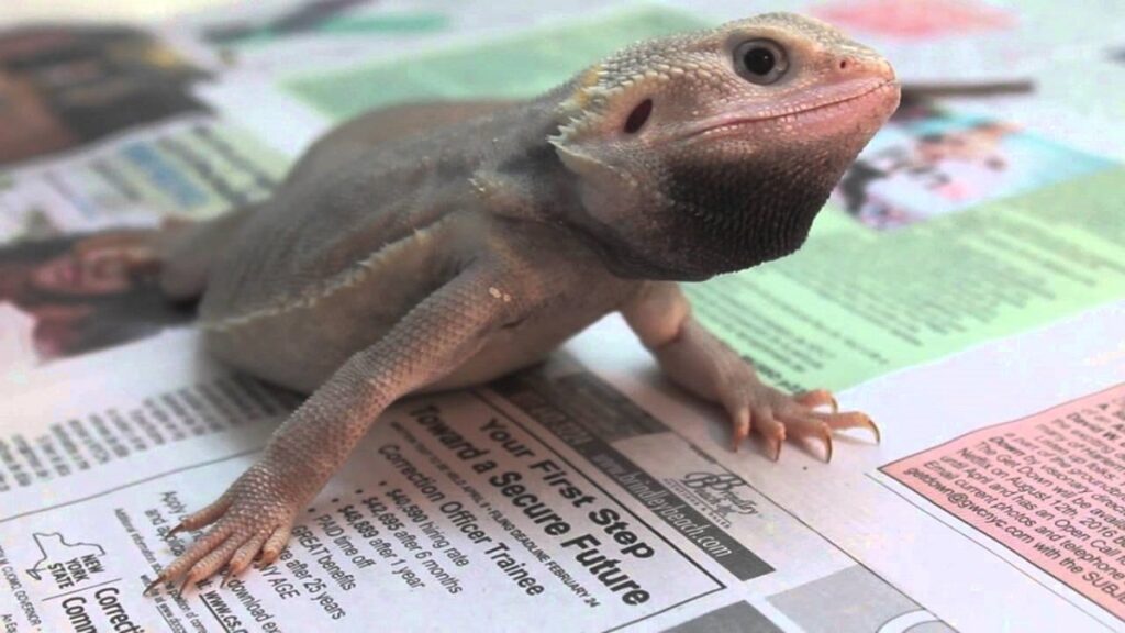 zero bearded dragon