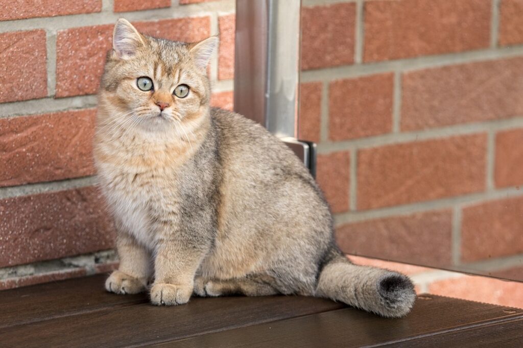 British Shorthair