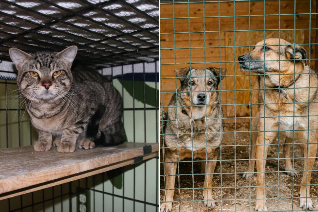 do chinese people eat cats and dogs