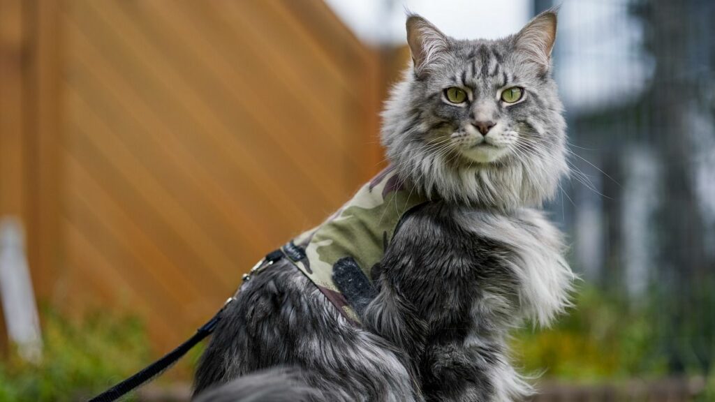 Maine Coon