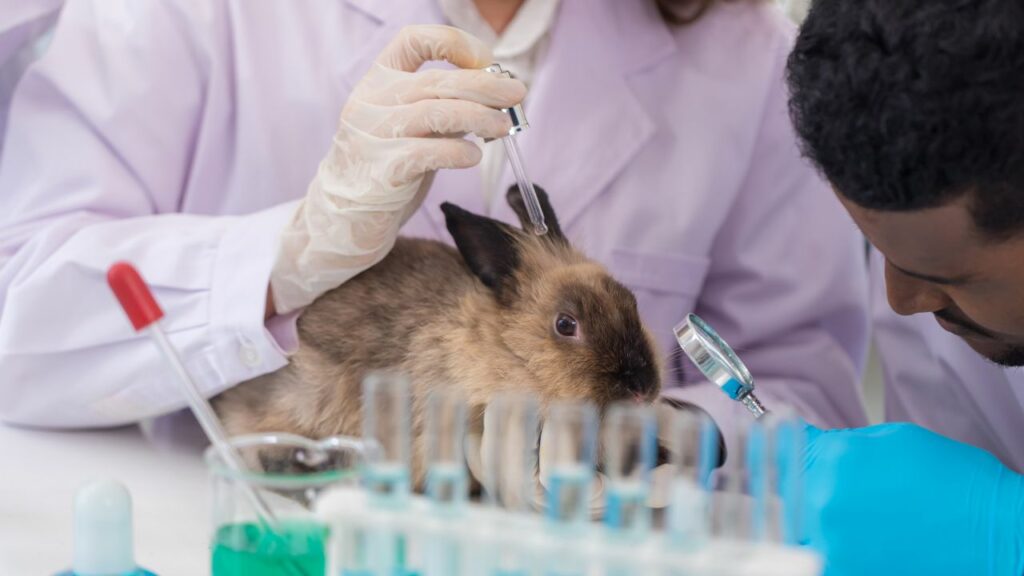 animal testing