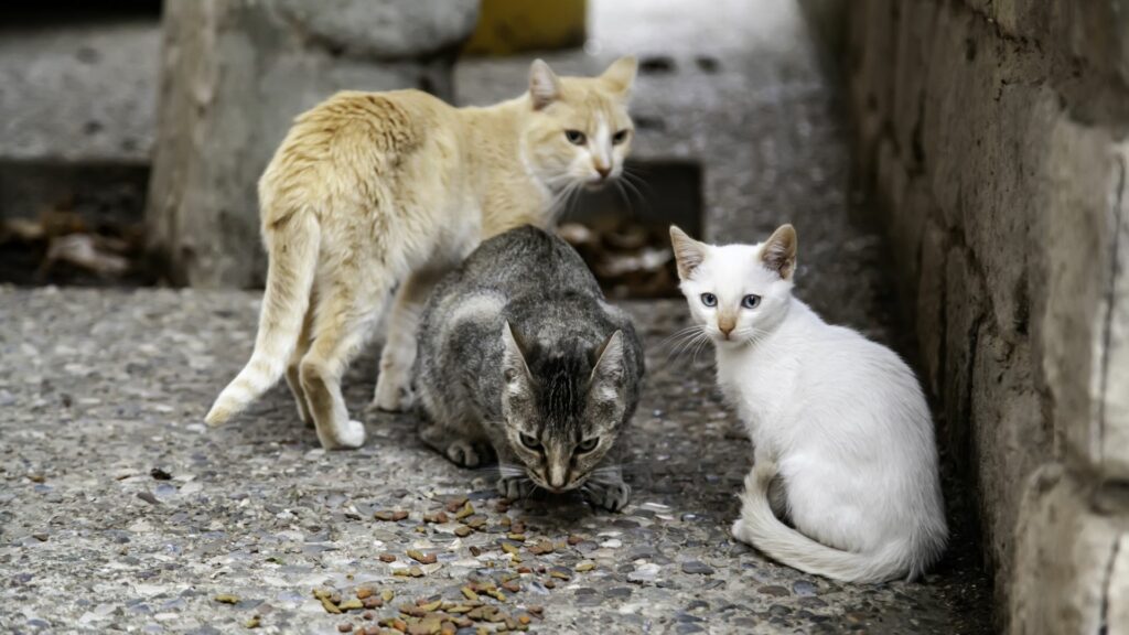 Animal Abandoned
