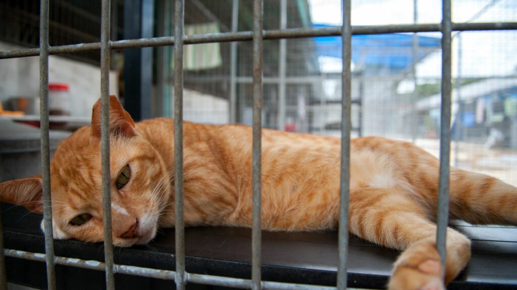Animal Abuse Statistics
