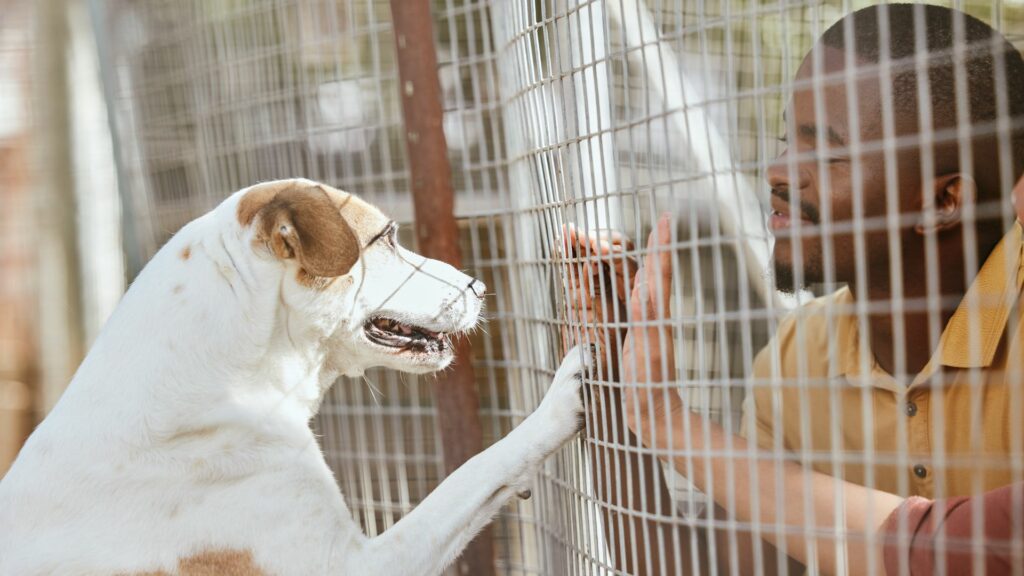 Pet Adoption
