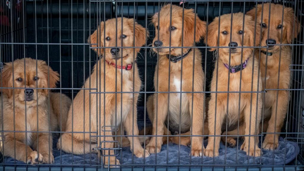 Pet population in shelters