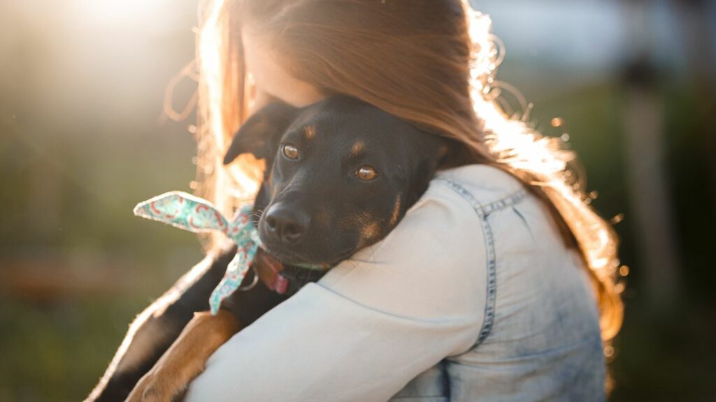 how many animals euthanized each year