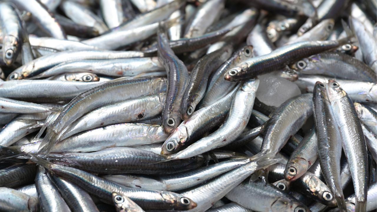 overfishing statistics