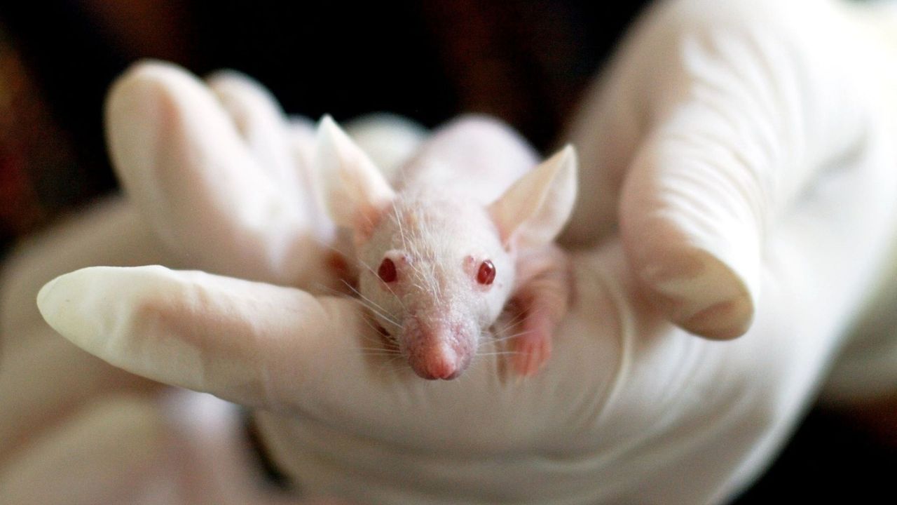 Animal Testing statistics