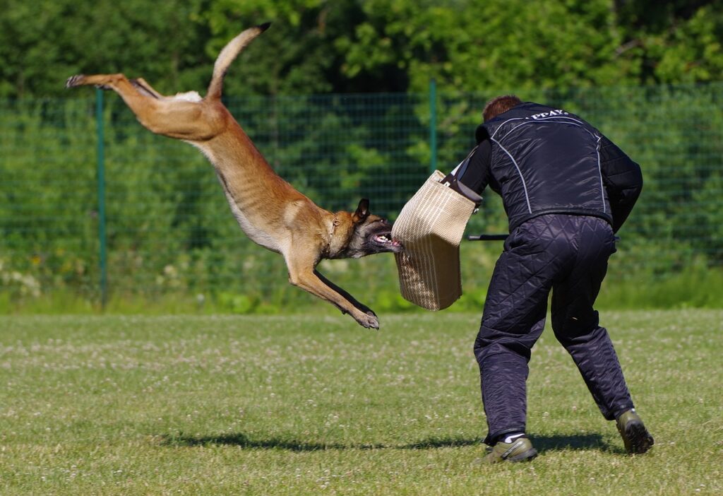 Dog Fighting Trainer