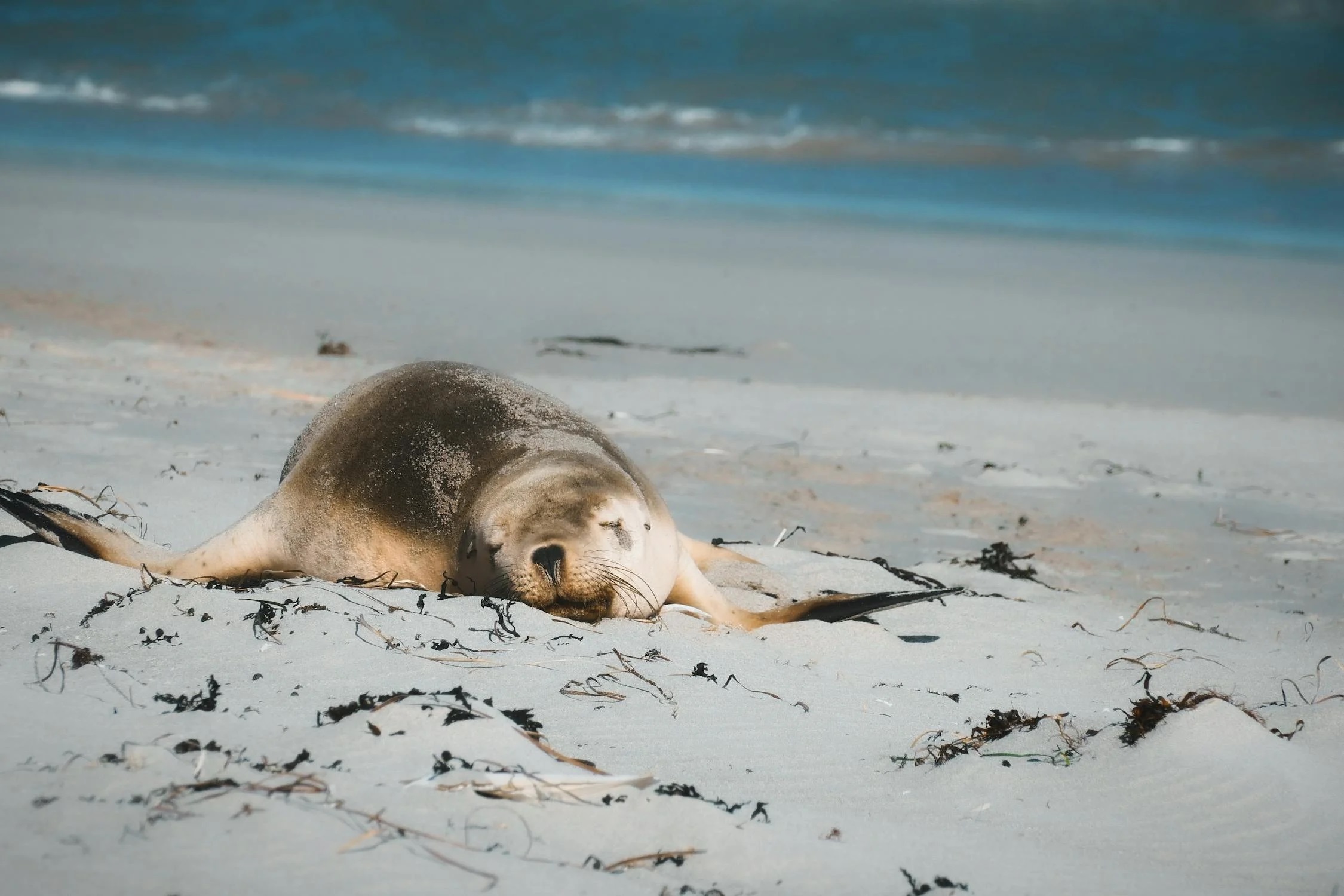 Sleeping Seals