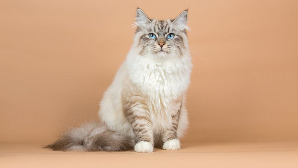 Siberian cat
