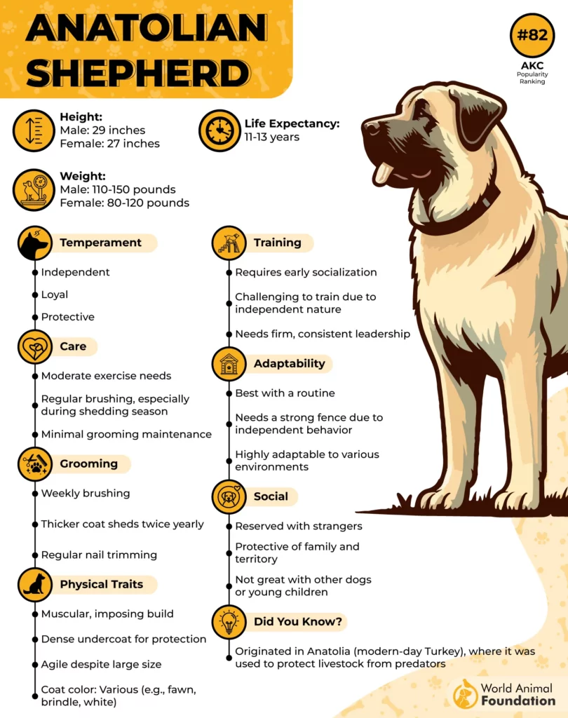 Anatolian Shepherd dog