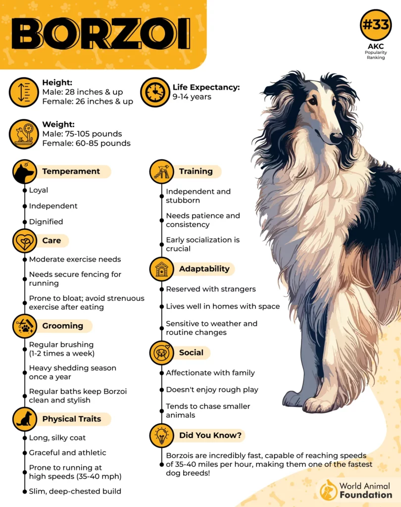 Borzoi