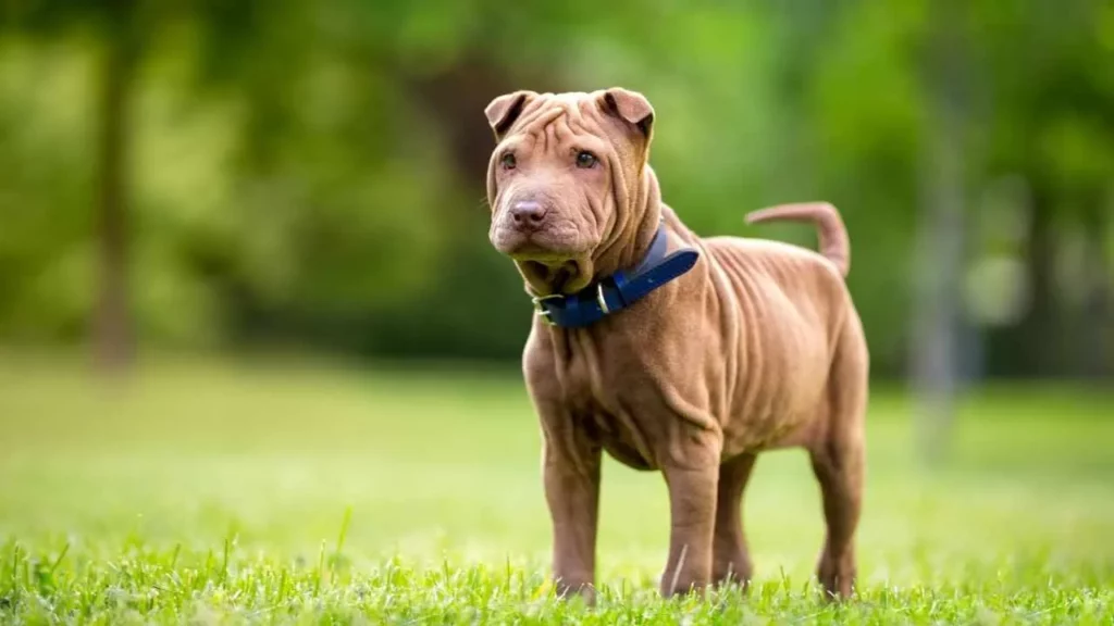 Chinese Shar-Pei