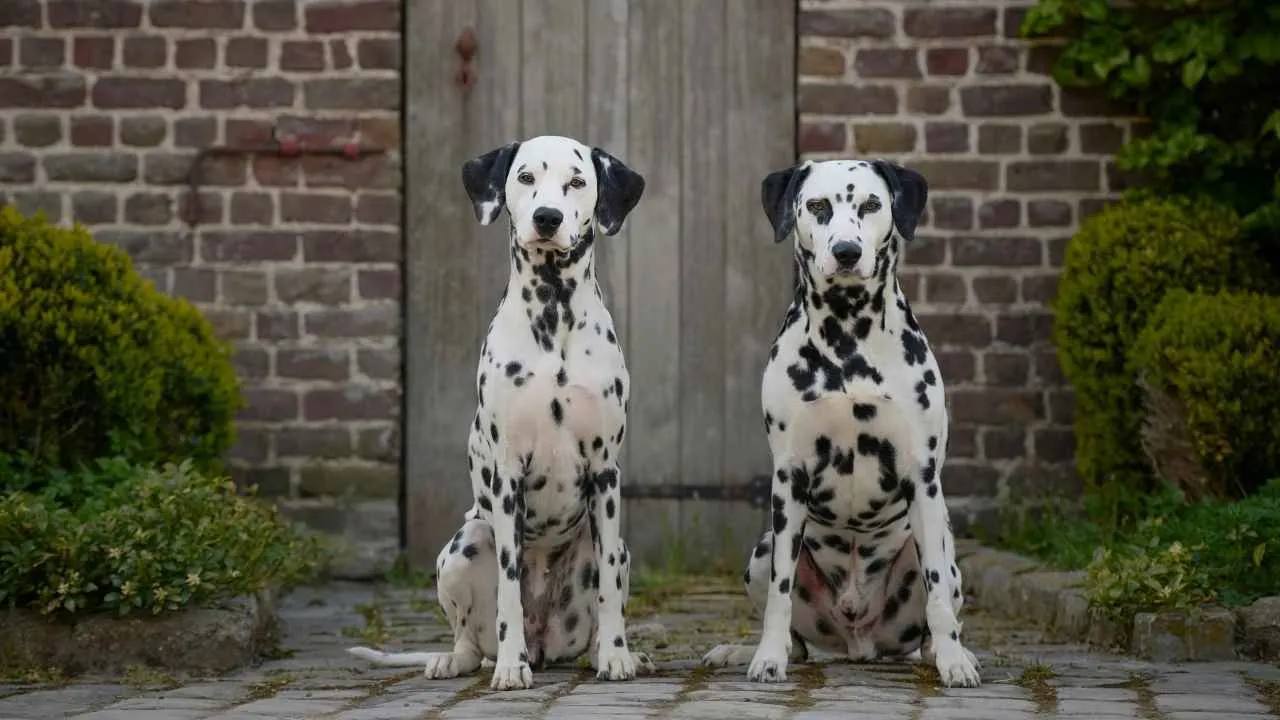 Dalmatian