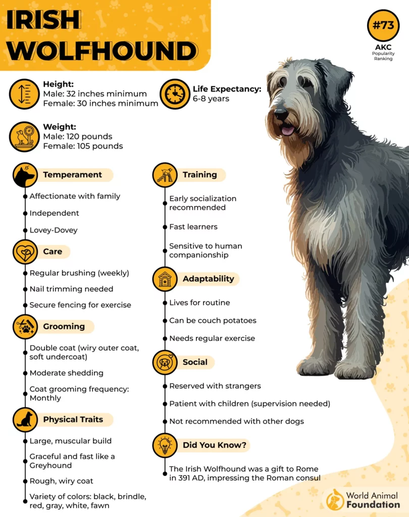 Irish Wolfhound