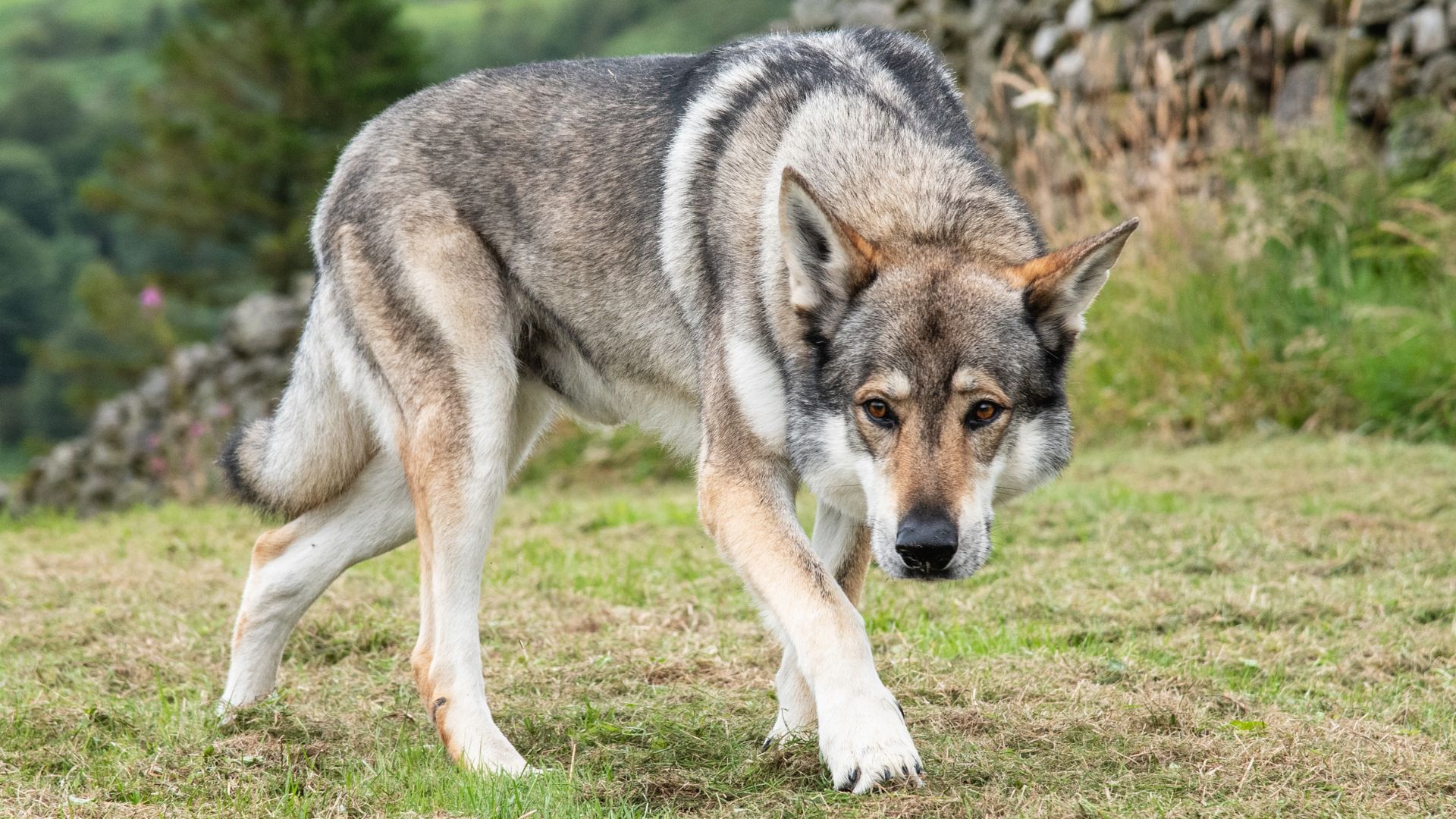 Natural Predators Dog Breeds