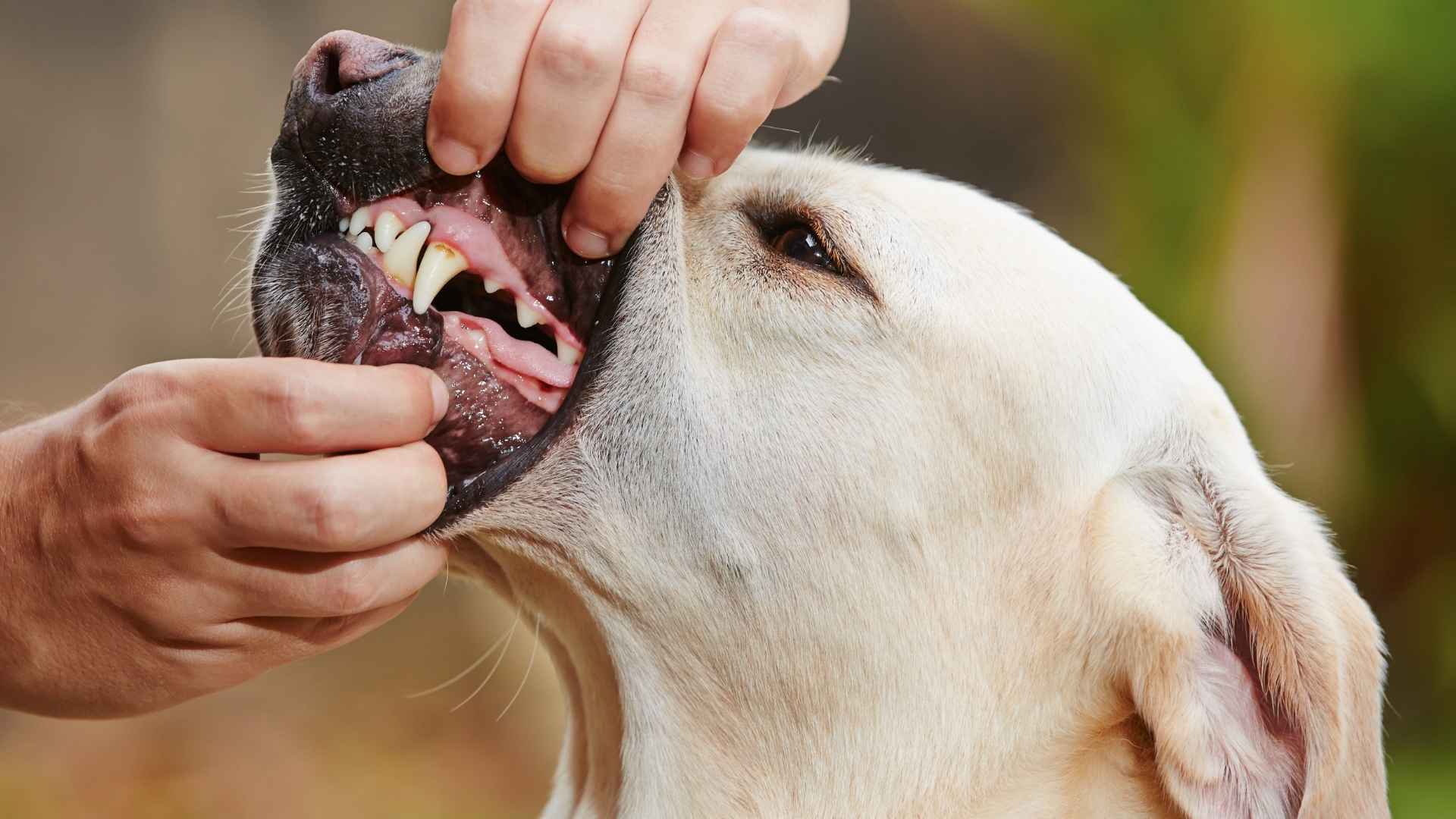Top 9 Dog Breeds with High Bite Power That Mean Business